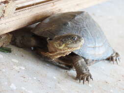 Image of West African mud turtle