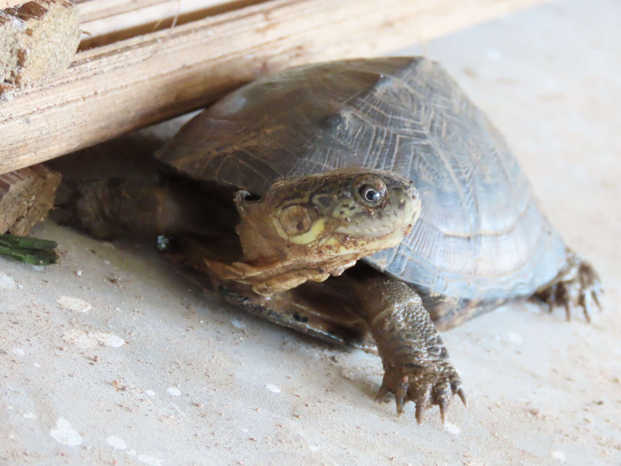 Image of West African mud turtle