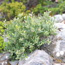 Image of Grevillea pauciflora R. Br.