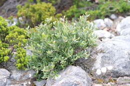 Image of Grevillea pauciflora R. Br.