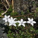 Image of Wahlenbergia albomarginata Hook.