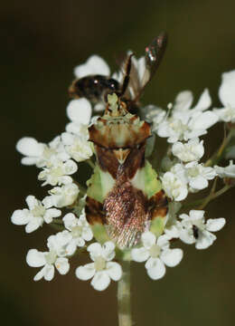 Image of Phymata subgen. Phymata Latreille 1802