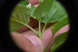 Image of small enchanter's nightshade