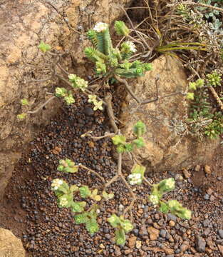 صورة Pimelea sporadica C. J. Burrows