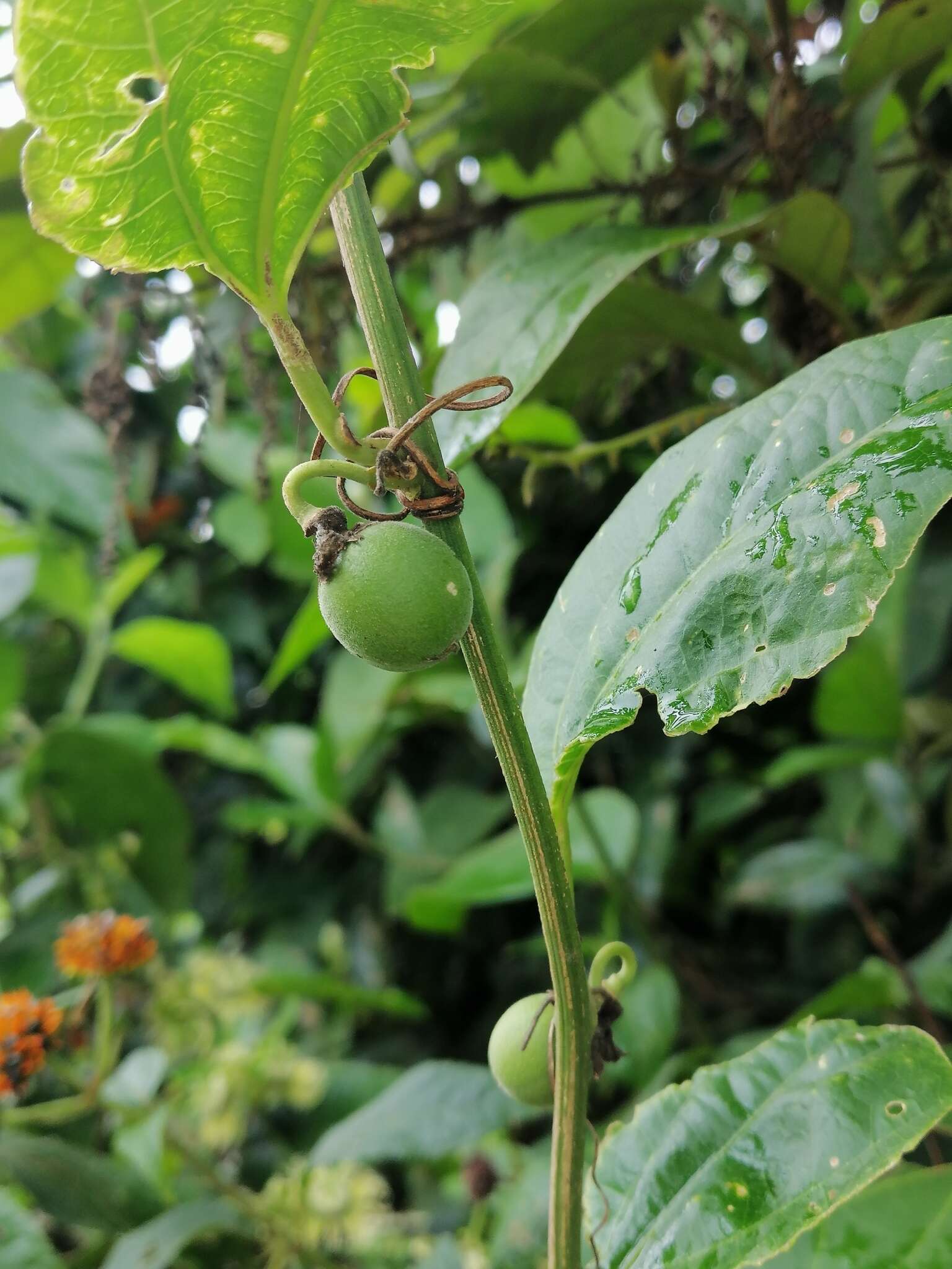 Passiflora auriculata Kunth的圖片