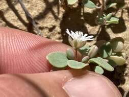 Image of Drymaria holosteoides Benth.