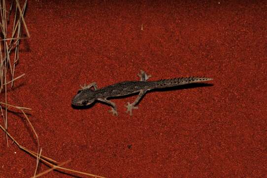 Image of Northern Spiny-tailed Gecko