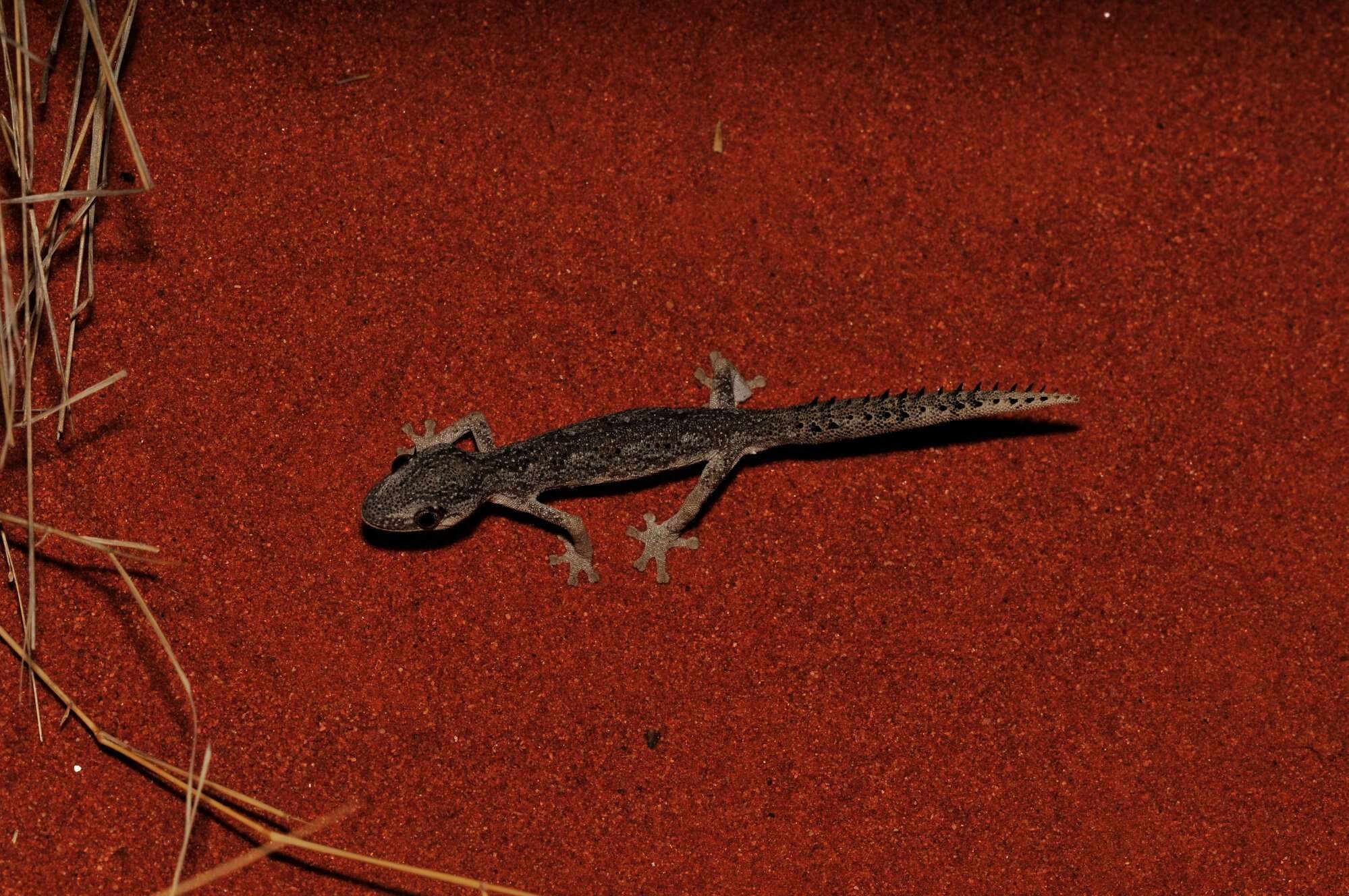 Image of Northern Spiny-tailed Gecko