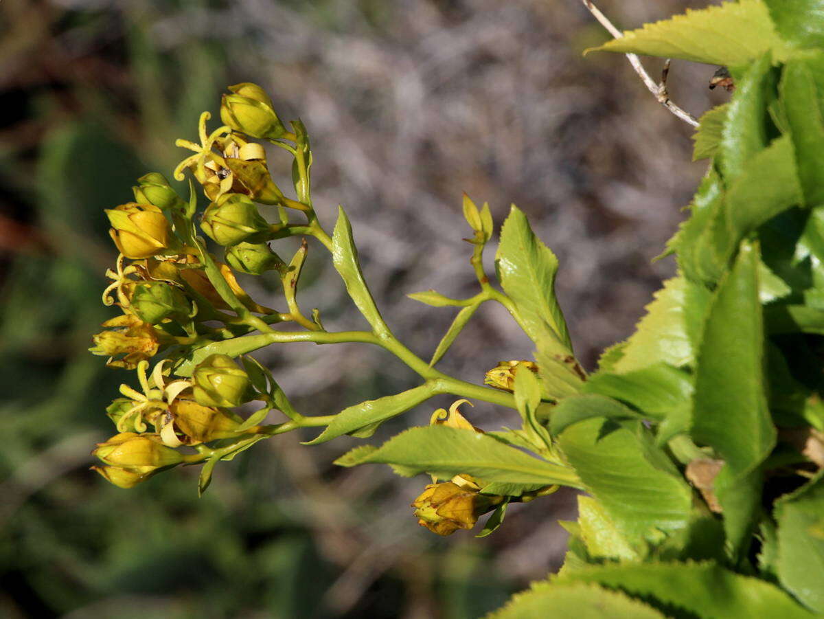 Слика од Musschia aurea (L. fil.) Dumort.