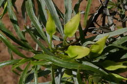 Image de Eremophila alatisepala R. J. Chinnock