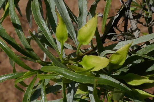 Image de Eremophila alatisepala R. J. Chinnock