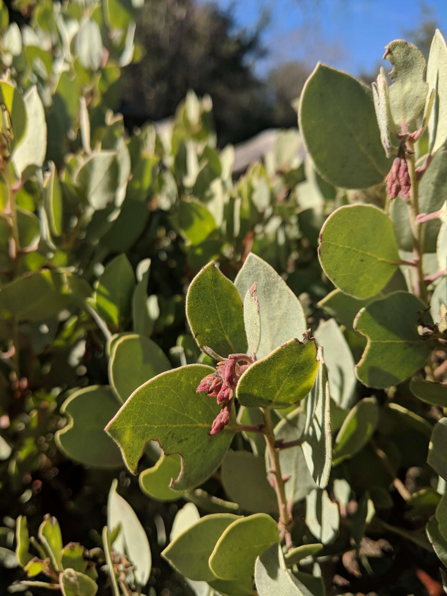 Image of Adams' manzanita