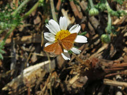 Image of Anthometra plumularia Boisduval 1840