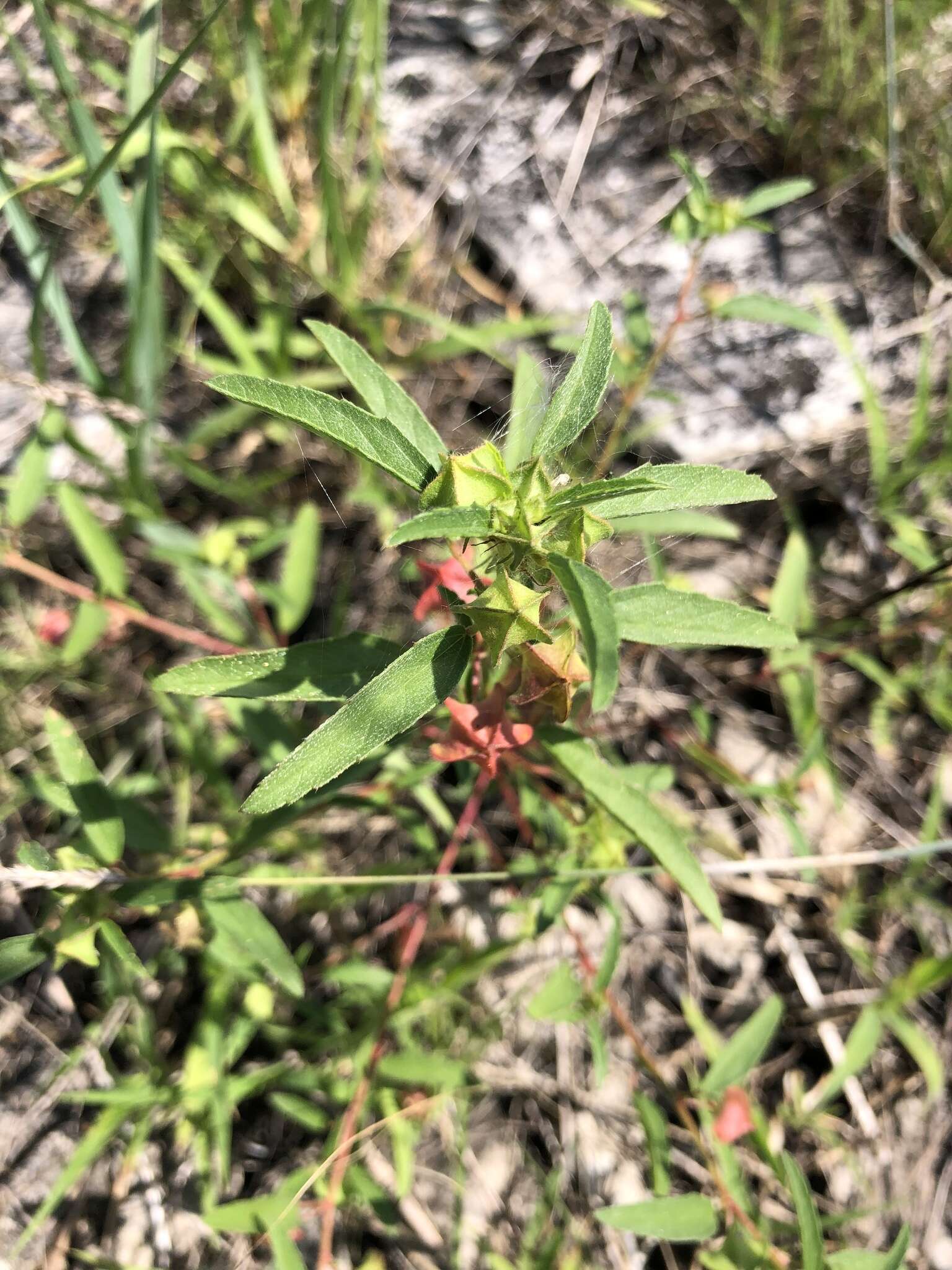 Image of hispid false mallow