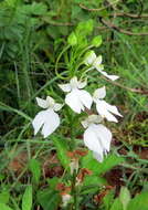 Image of Habenaria plantaginea Lindl.