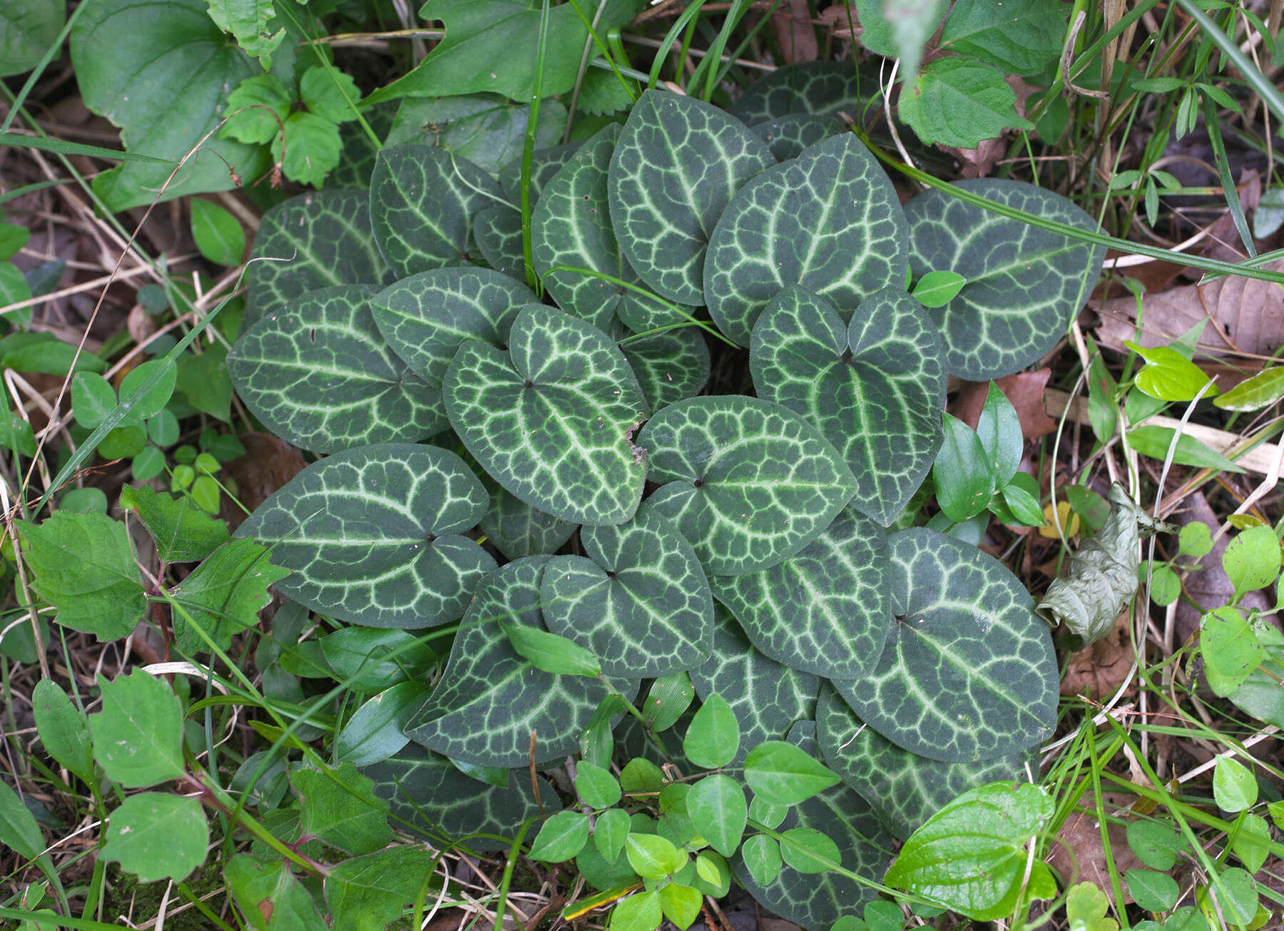 Image of Asarum fauriei var. takaoi (F. Maek.) T. Sugaw.