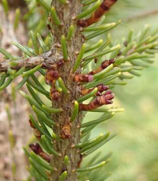 Image of eastern dwarf mistletoe