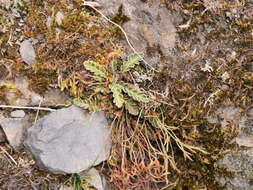 Plancia ëd Asplenium ceterach subsp. ceterach