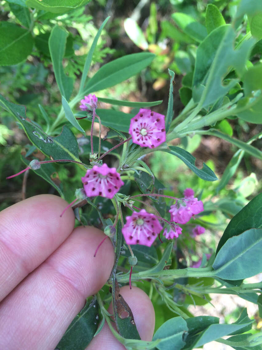 Image of sheep laurel