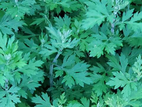 Artemisia vulgaris subsp. vulgaris resmi