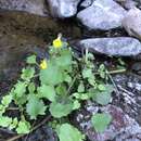 Image of Short-tooth Monkeyflower