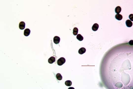 Image of soot lichen