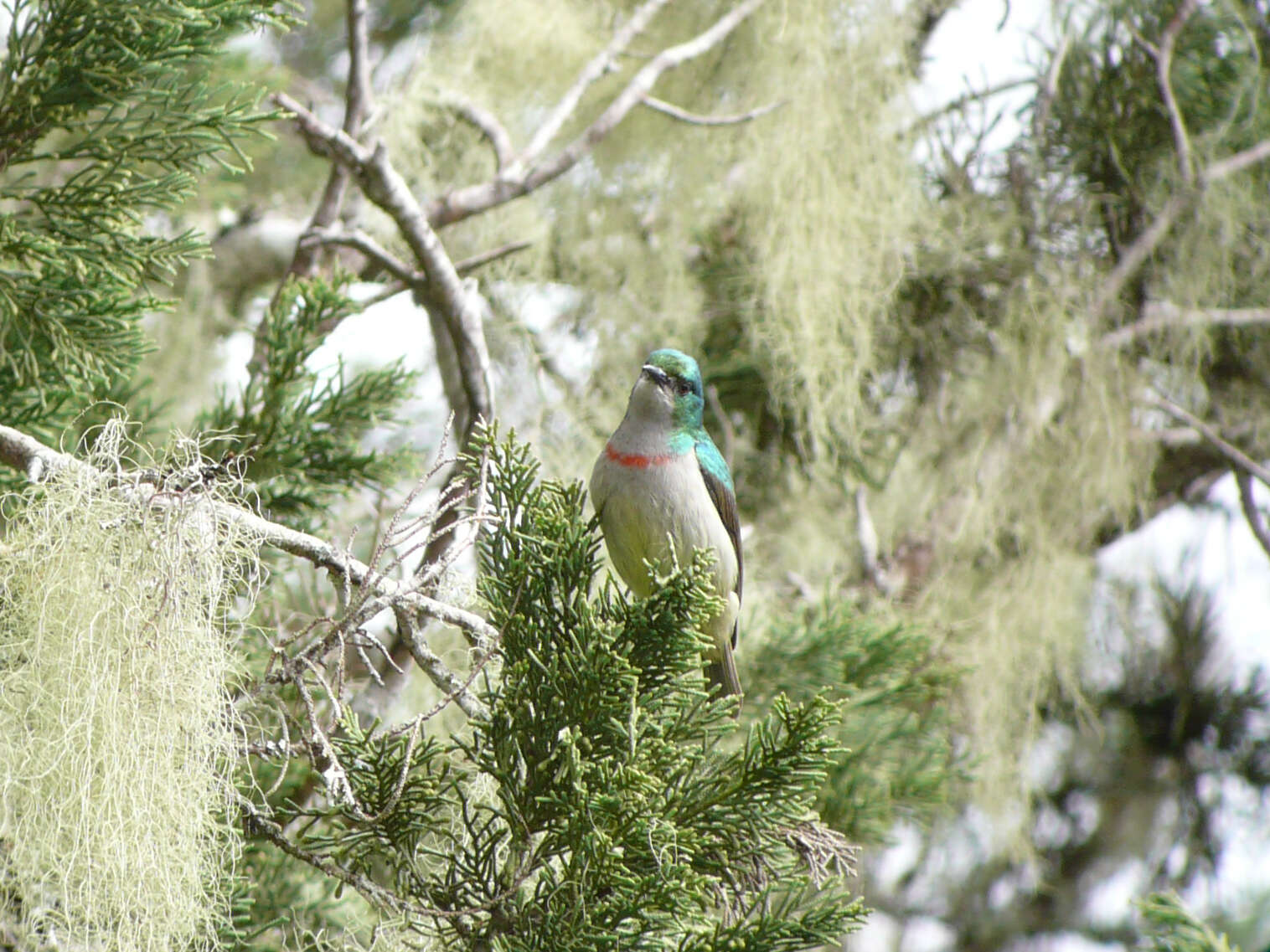 Image of Banded Sunbird