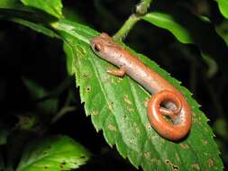 Image of Common Dwarf Salamander