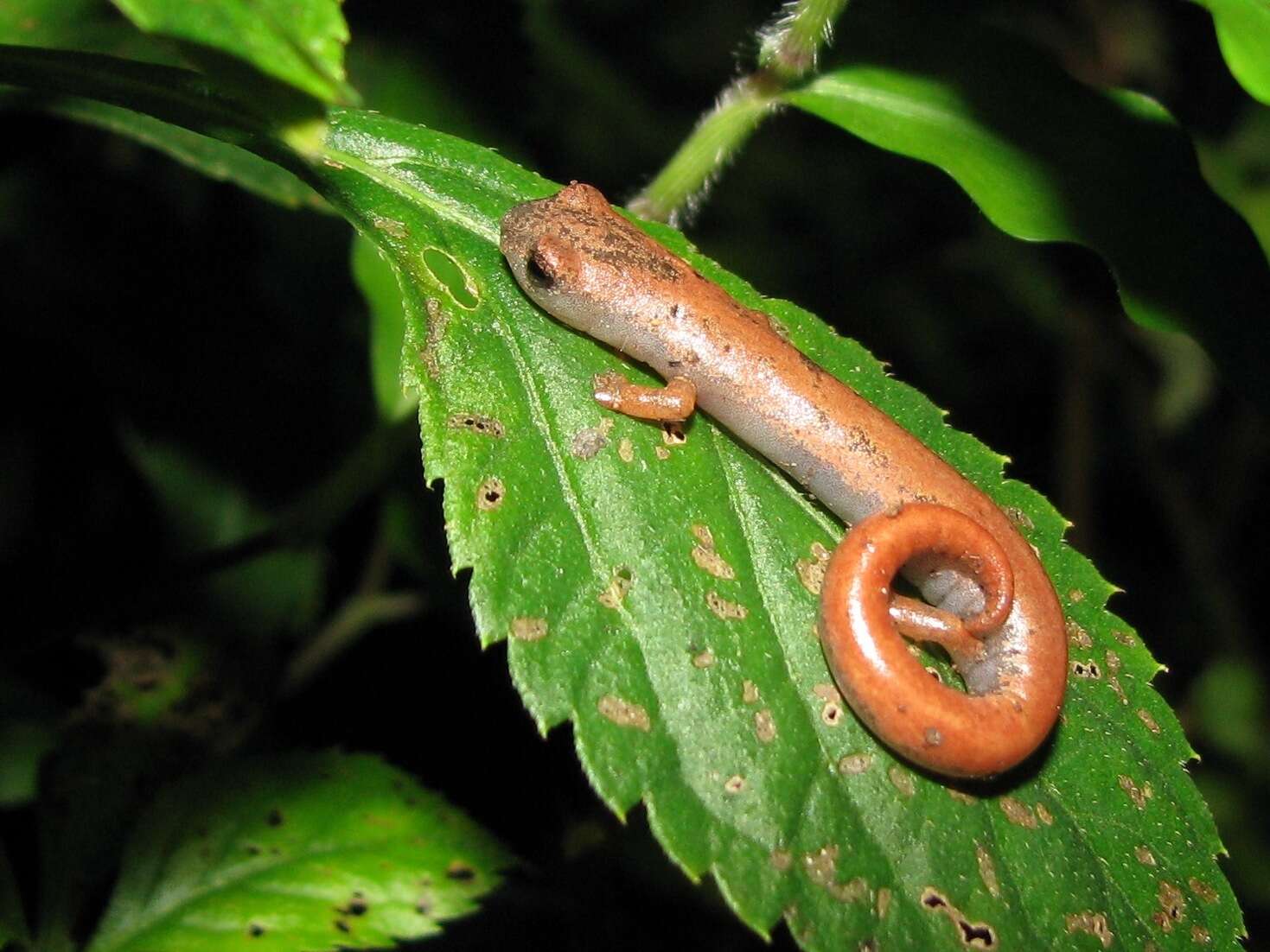 Image of Common Dwarf Salamander