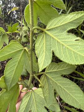 Passiflora unipetala P. Jørg., Muchhala & J. M. Mac Dougal的圖片