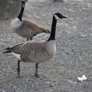 Image of Branta canadensis moffitti Aldrich 1946