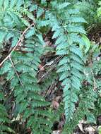 Image of Athyrium erythropodum Hayata