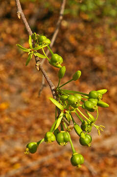 Image of Cleistanthus schlechteri (Pax) Hutch.