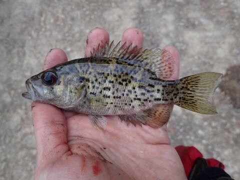 Image of Ozark bass