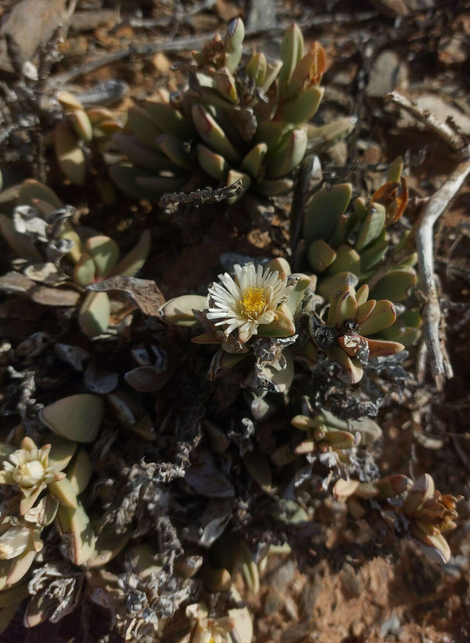 Image of Hartmanthus pergamentaceus (L. Bol.) S. A. Hammer