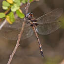 Image of Macrothemis imitans Karsch 1890