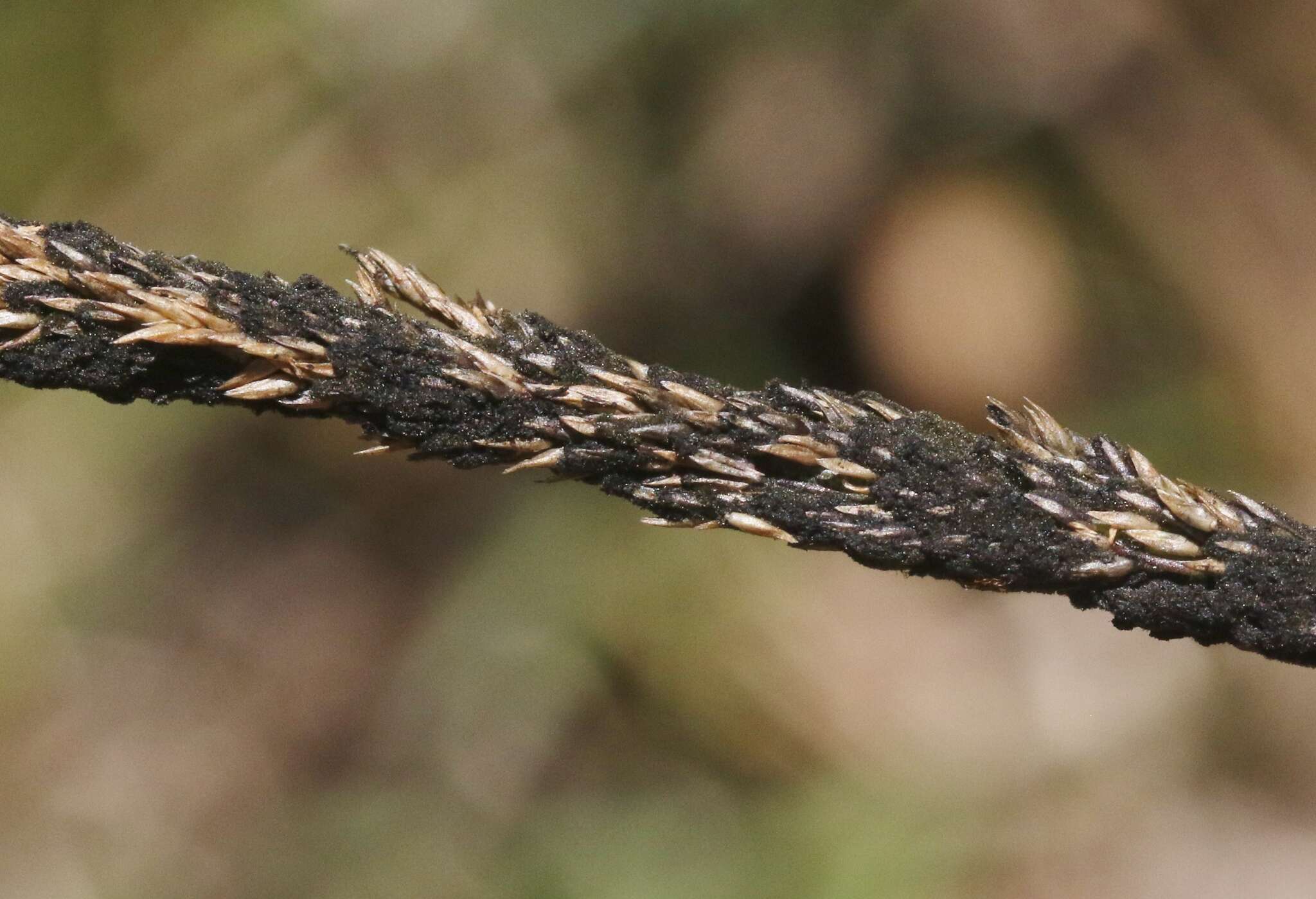 Image of Curvularia ravenelii (M. A. Curtis ex Berk.) Manamgoda, L. Cai & K. D. Hyde 2012