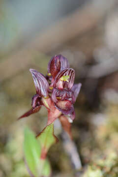 Image of Satyrium bracteatum (L. fil.) Thunb.