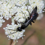 Image of Aporus unicolor Spinola 1808