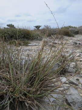 Setaria humbertiana A. Camus resmi