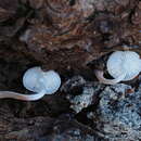 Image of Collybia bakerensis A. H. Sm. 1944