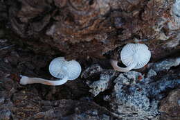 Plancia ëd Collybia bakerensis A. H. Sm. 1944