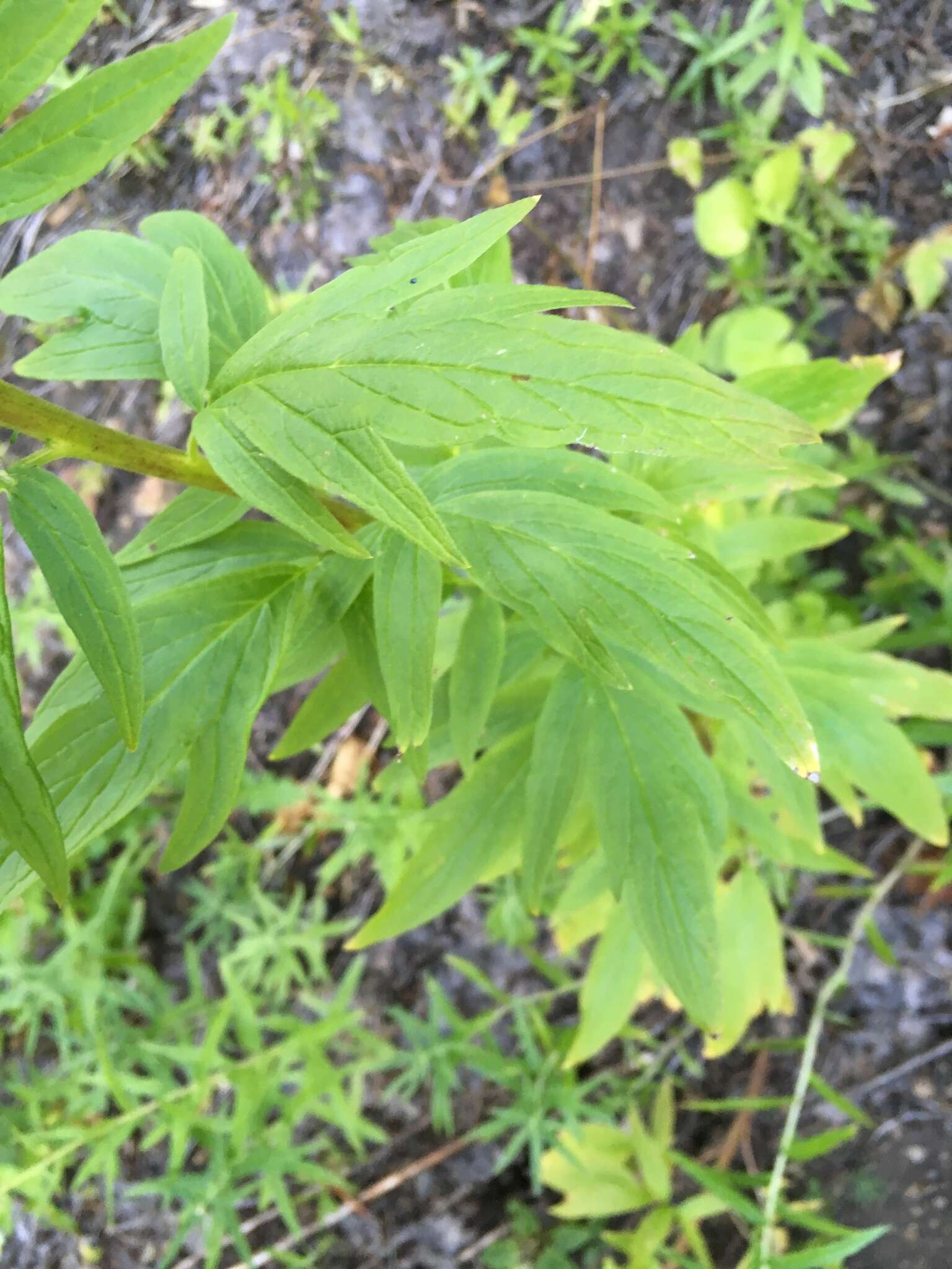 Image de Phacelia procera A. Gray