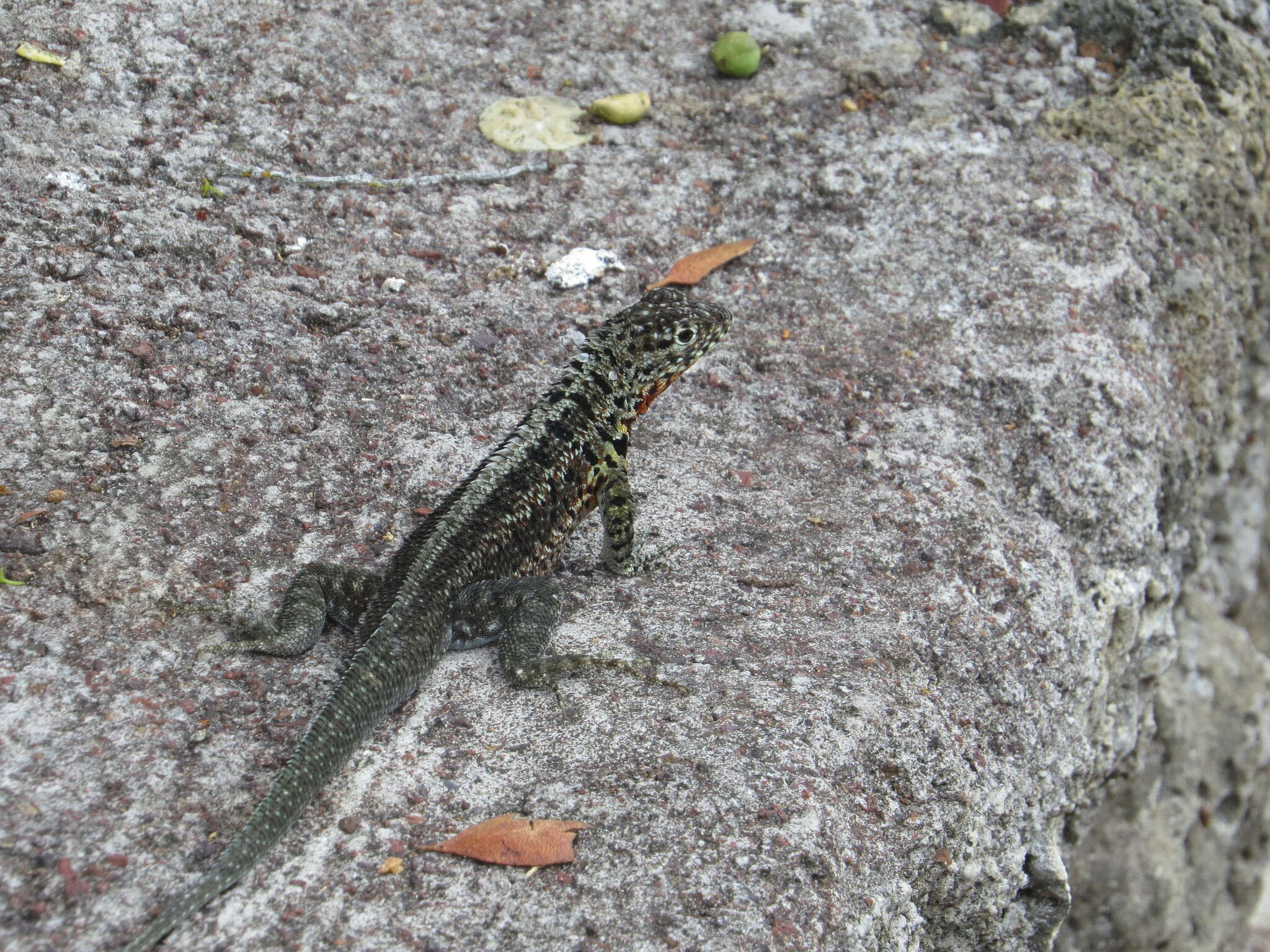 Plancia ëd Microlophus indefatigabilis (Baur 1890)