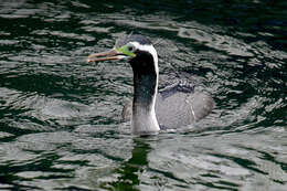 Image of Phalacrocorax punctatus oliveri Mathews 1930