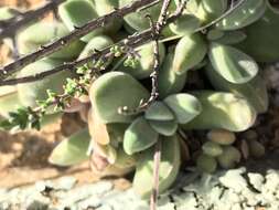 Image of Crassula pubescens subsp. pubescens