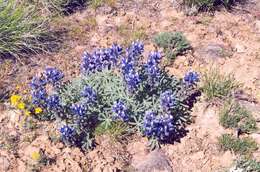 Слика од Lupinus saxosus Howell