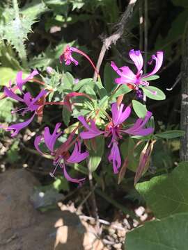 Plancia ëd Clarkia concinna subsp. concinna