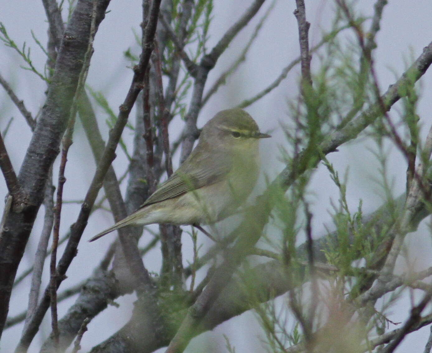 Image of Iberian Chiffchaff