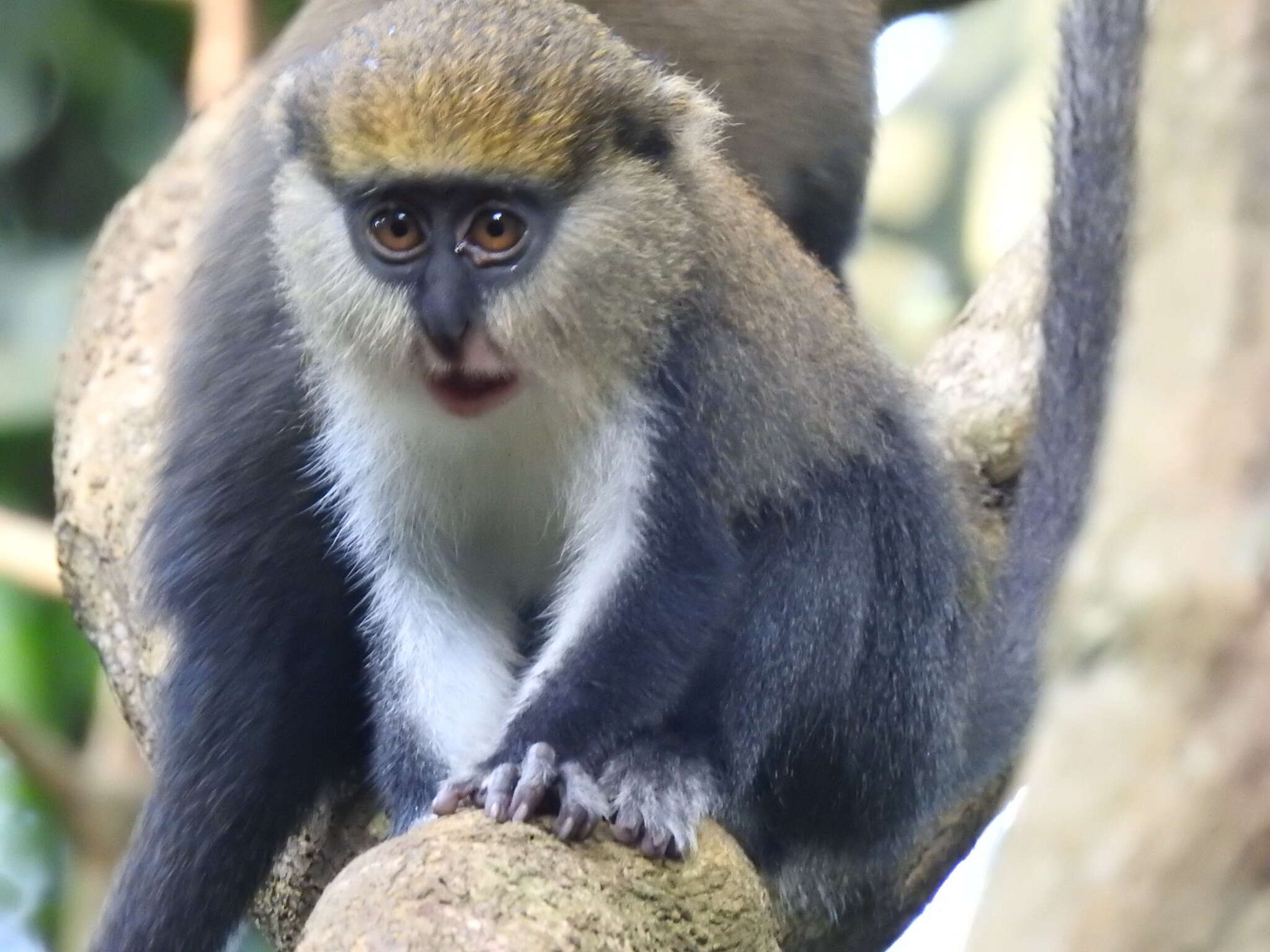 Image of Lowe's Guenon
